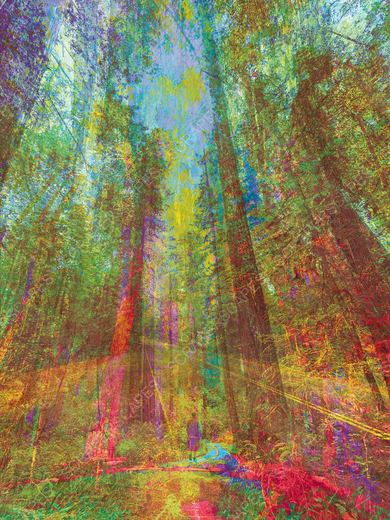 Through The Redwoods